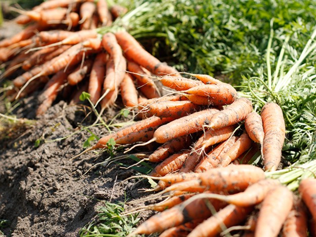 Paniers de légumes bios