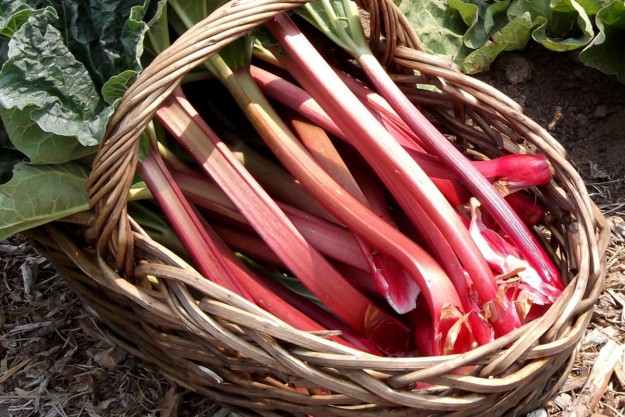 rhubarbe-recettes-utilisation