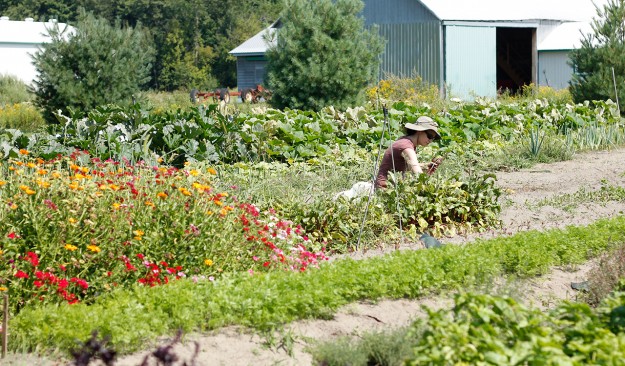 ferme-asc-st-denis-sur-richelieu-panier