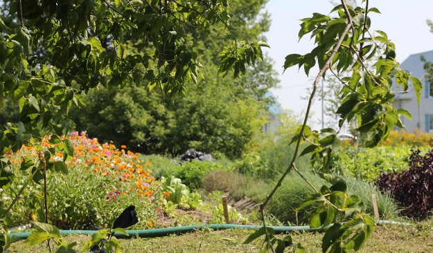 jardin-bio-livraison-panier-saint-denis-st-hilaire